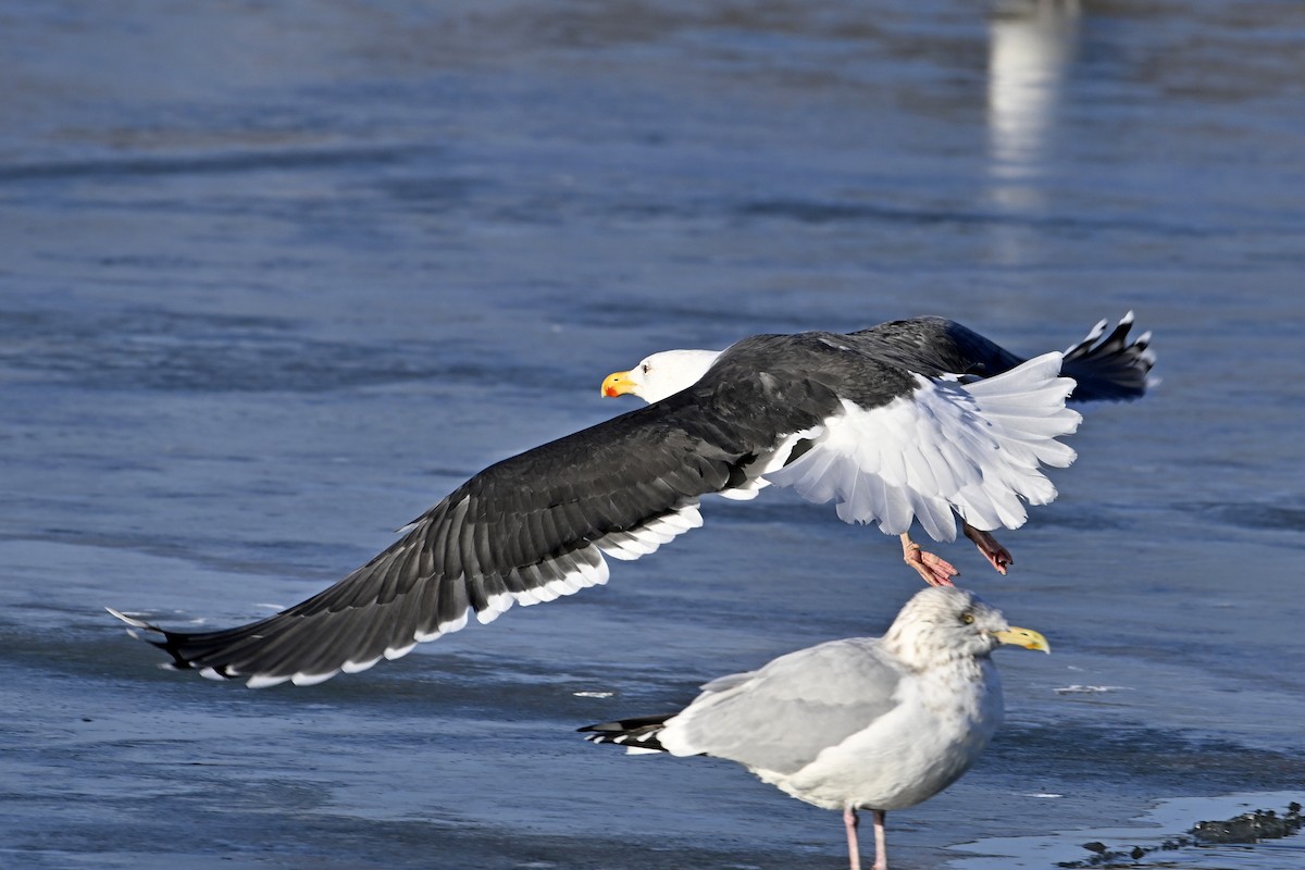 オオカモメ - ML647446764