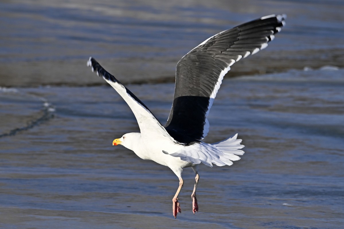 オオカモメ - ML647446768