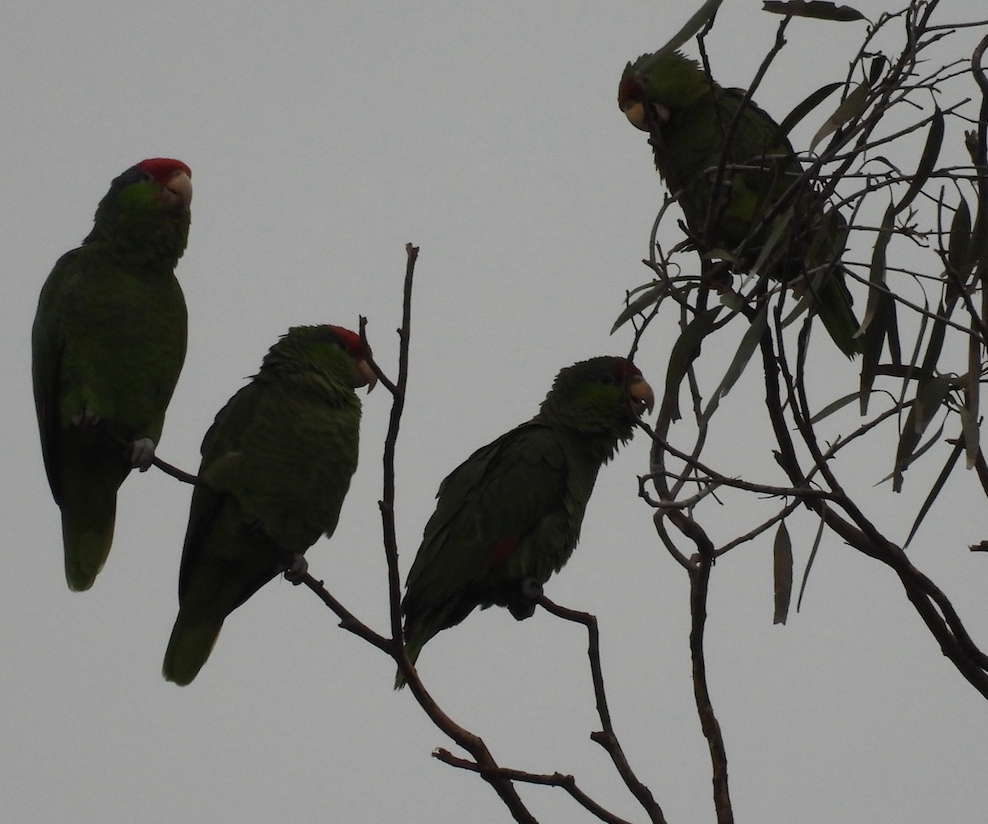 Lilac-crowned Amazon - ML647446772