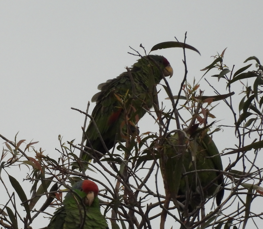 Lilac-crowned Amazon - ML647446773