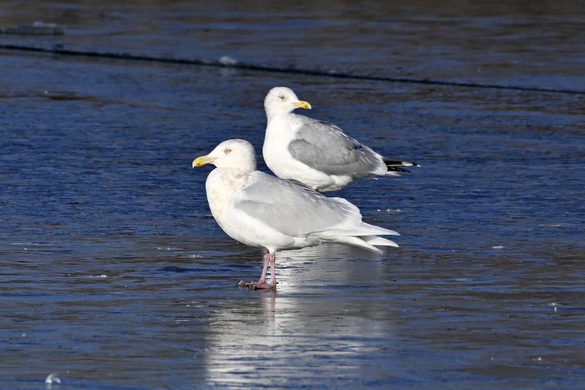 シロカモメ - ML647446778