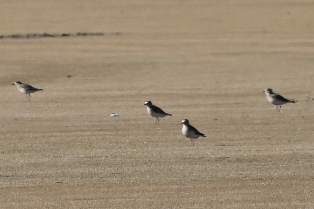 prærielo - ML647446784