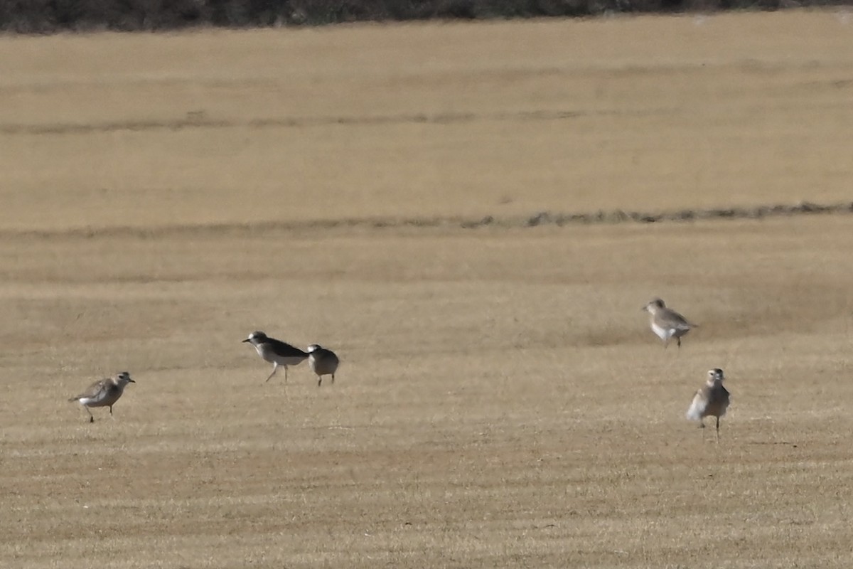 prærielo - ML647446785