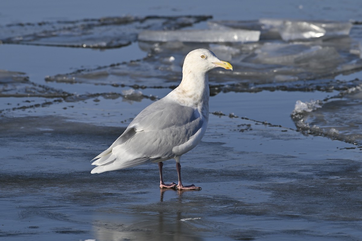 シロカモメ - ML647446788