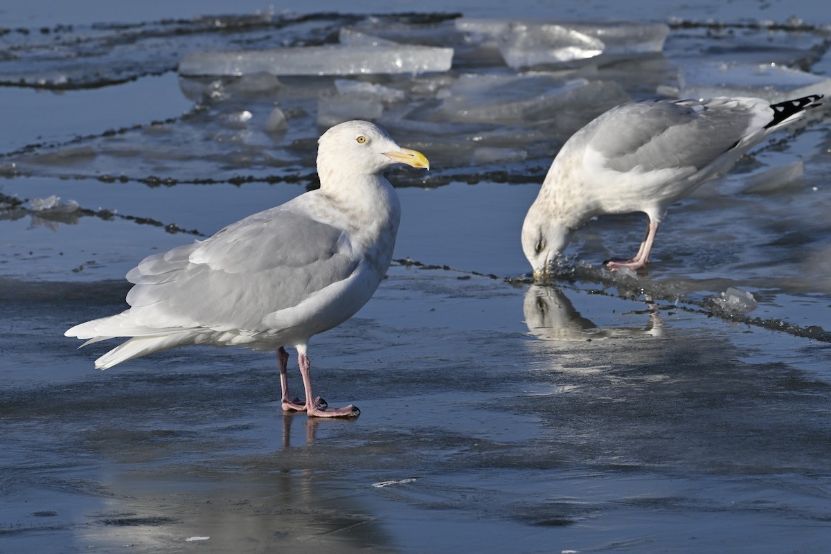 シロカモメ - ML647446791