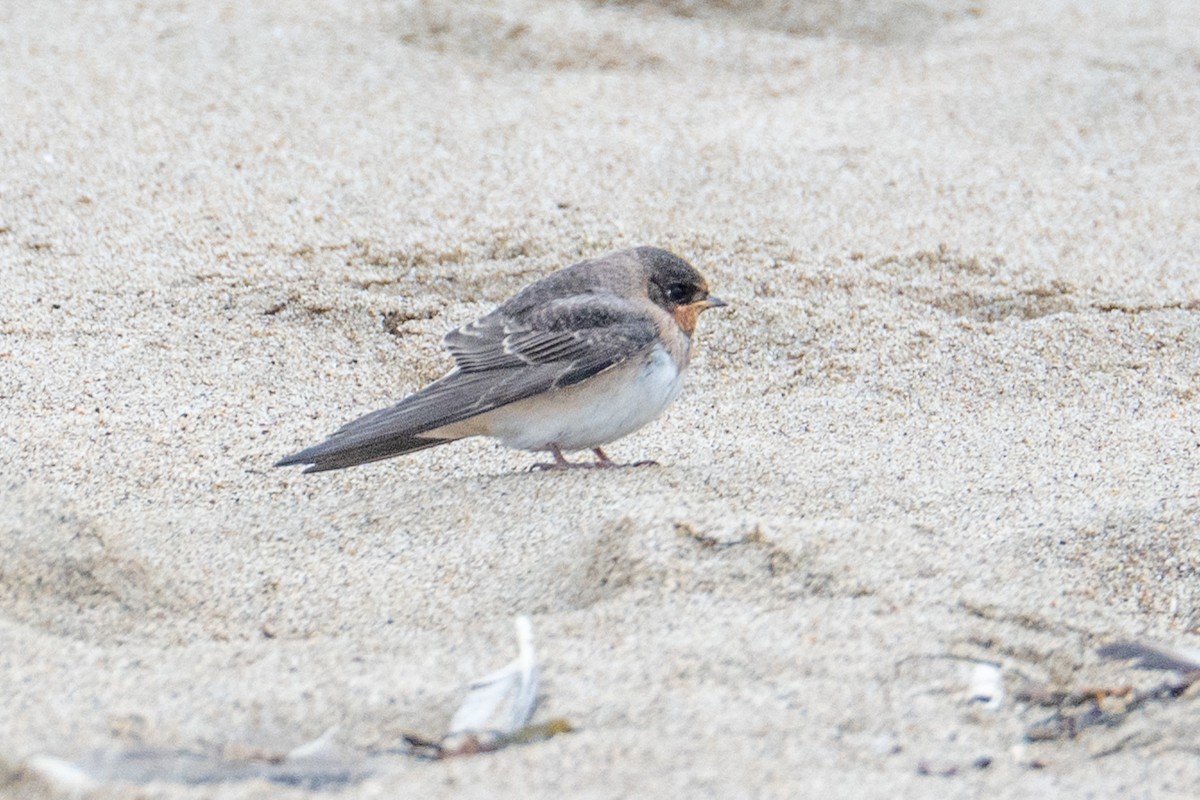 Cliff Swallow - ML647446793