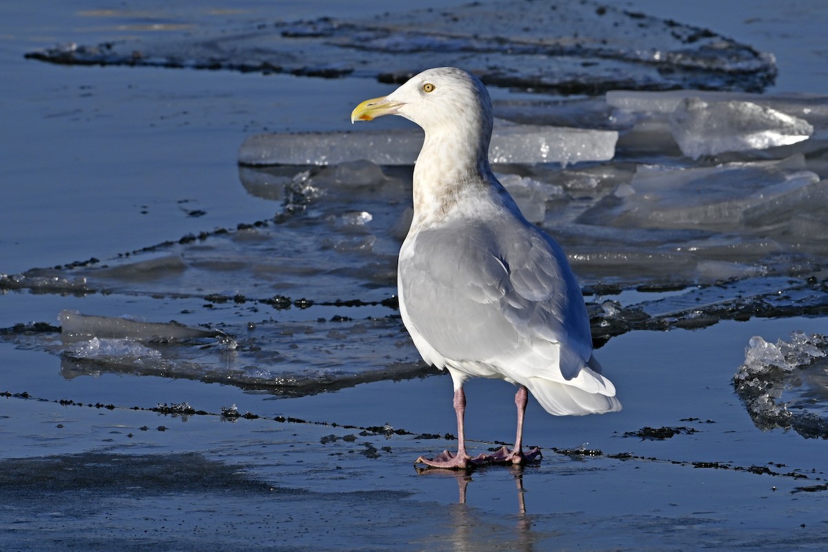 シロカモメ - ML647446795