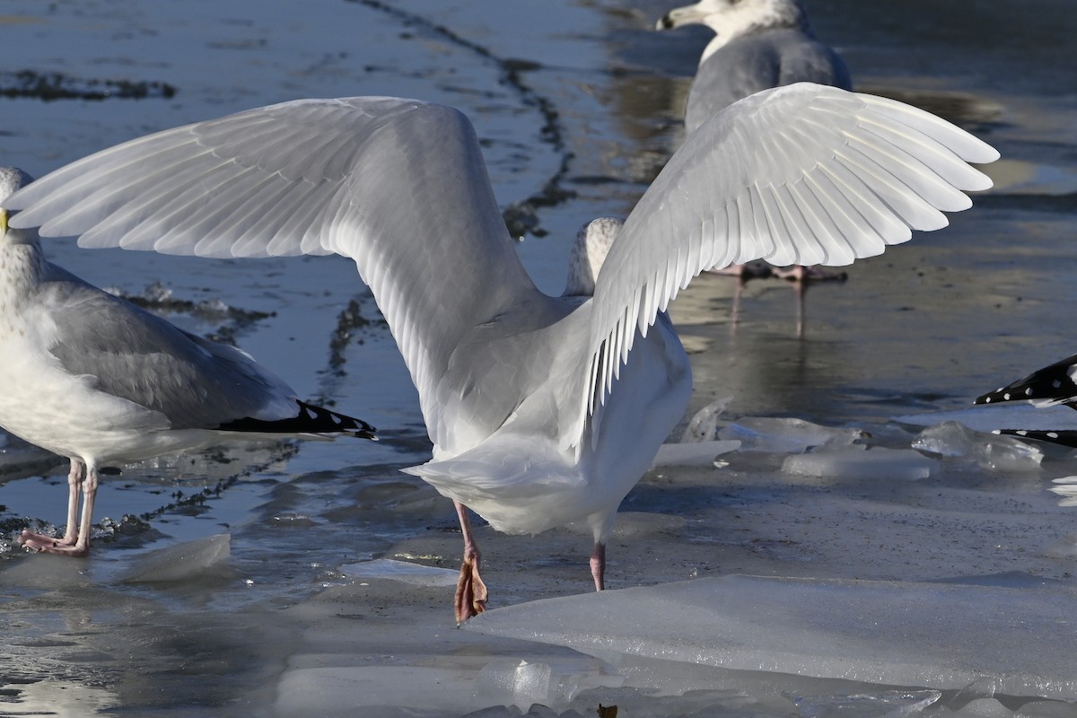 シロカモメ - ML647446798