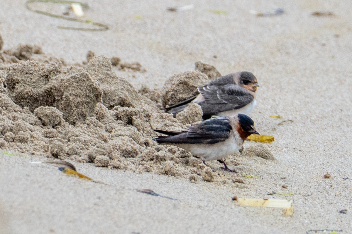 Cliff Swallow - ML647446800