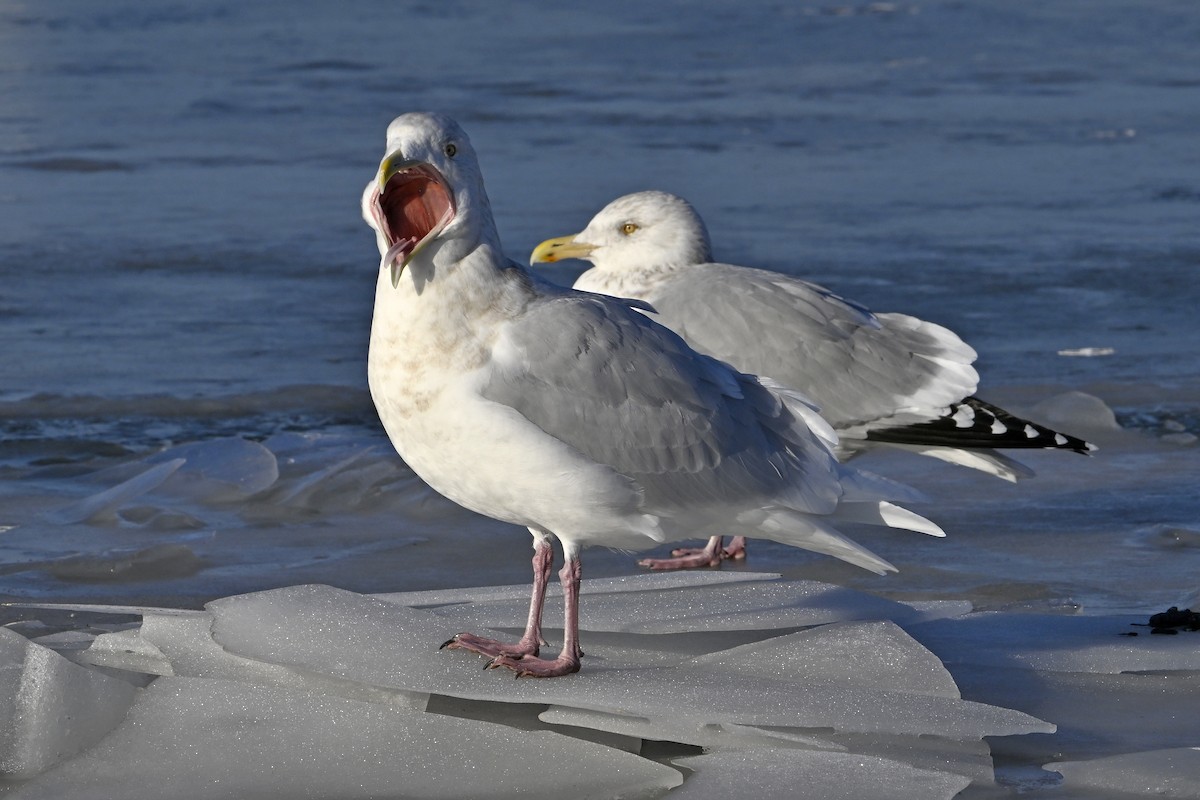 シロカモメ - ML647446801