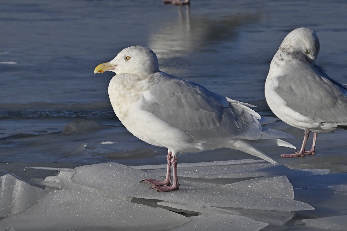 シロカモメ - ML647446803