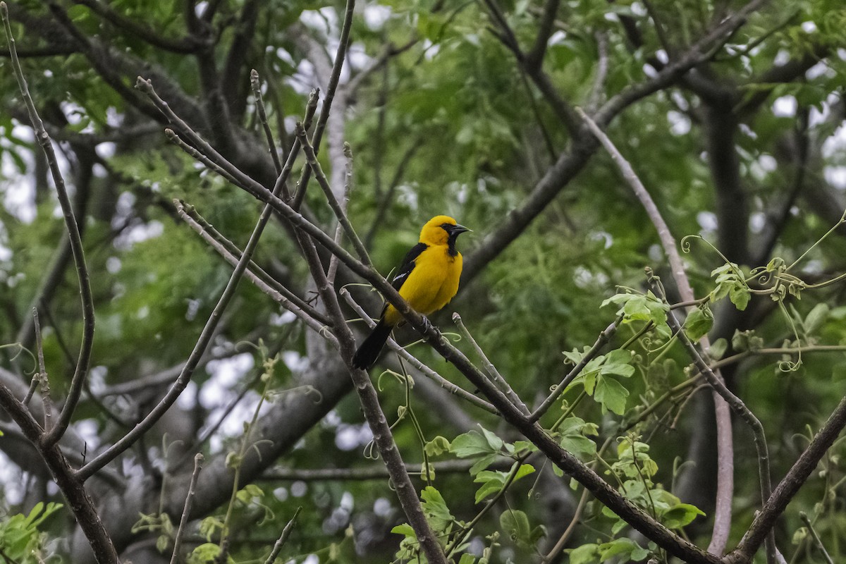 Altamira Oriole - ML647446806