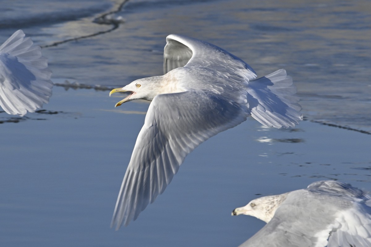 シロカモメ - ML647446807