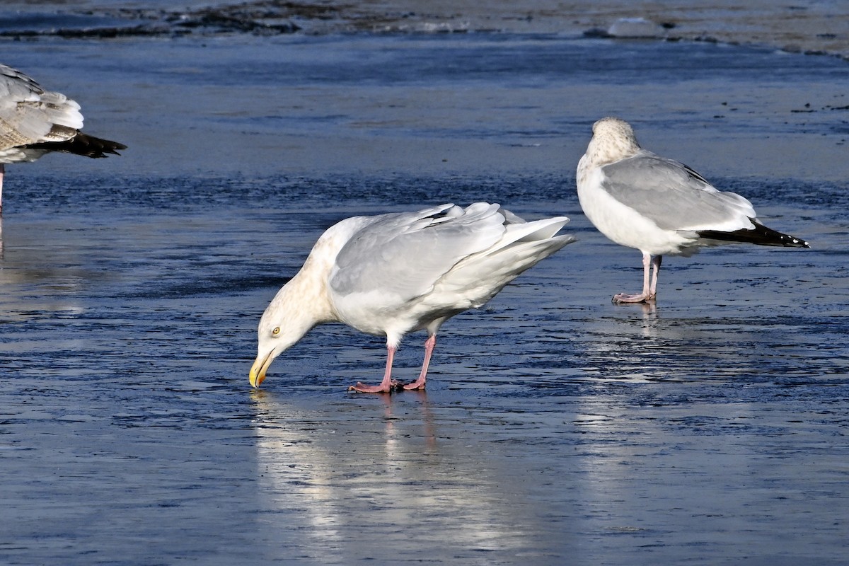 シロカモメ - ML647446814