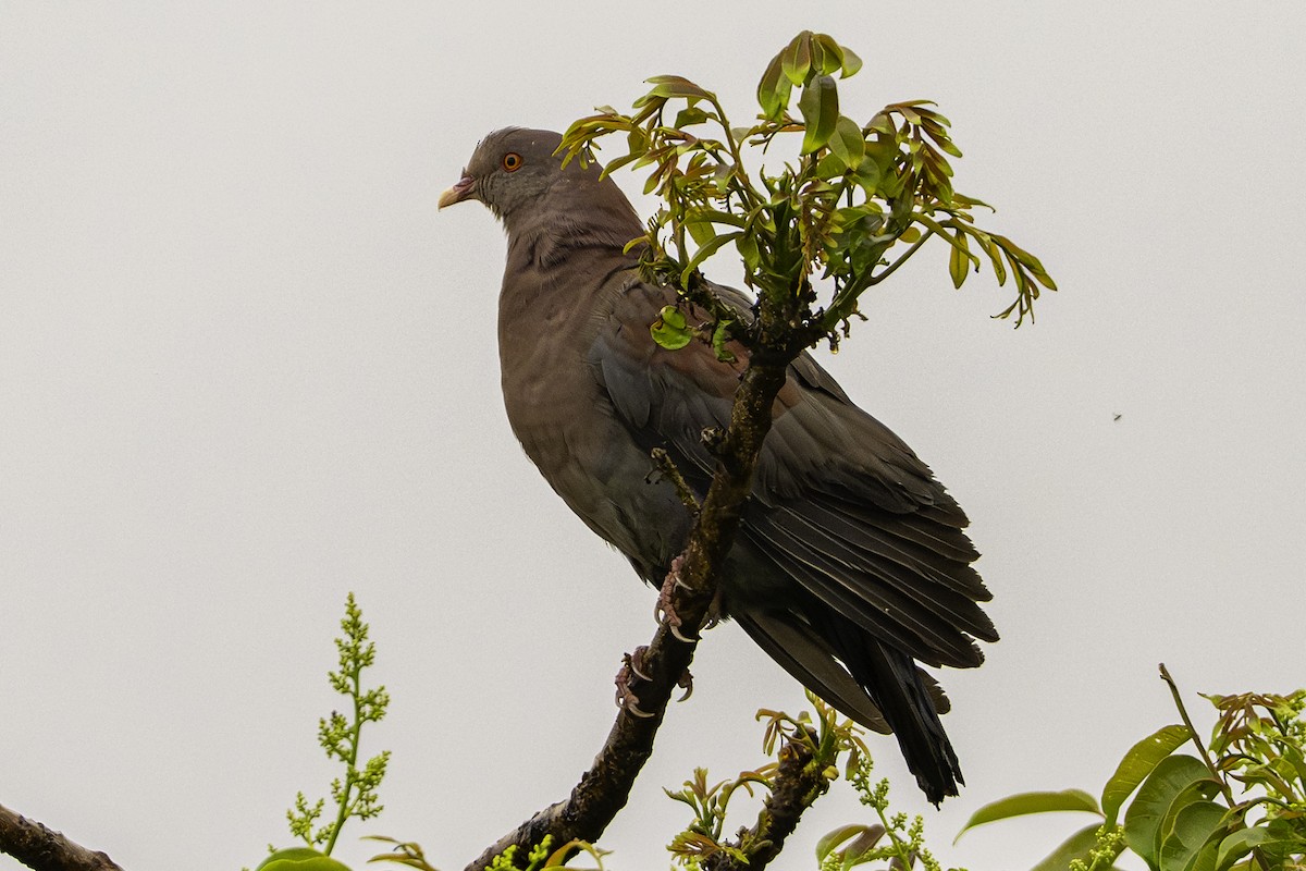 Red-billed Pigeon - ML647446815