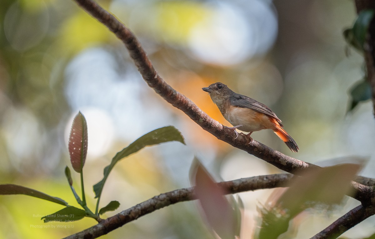 Feuerschwanzschama - ML647446817