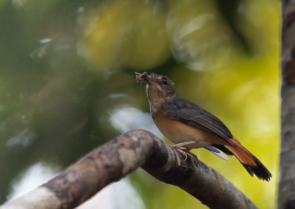 Feuerschwanzschama - ML647446818