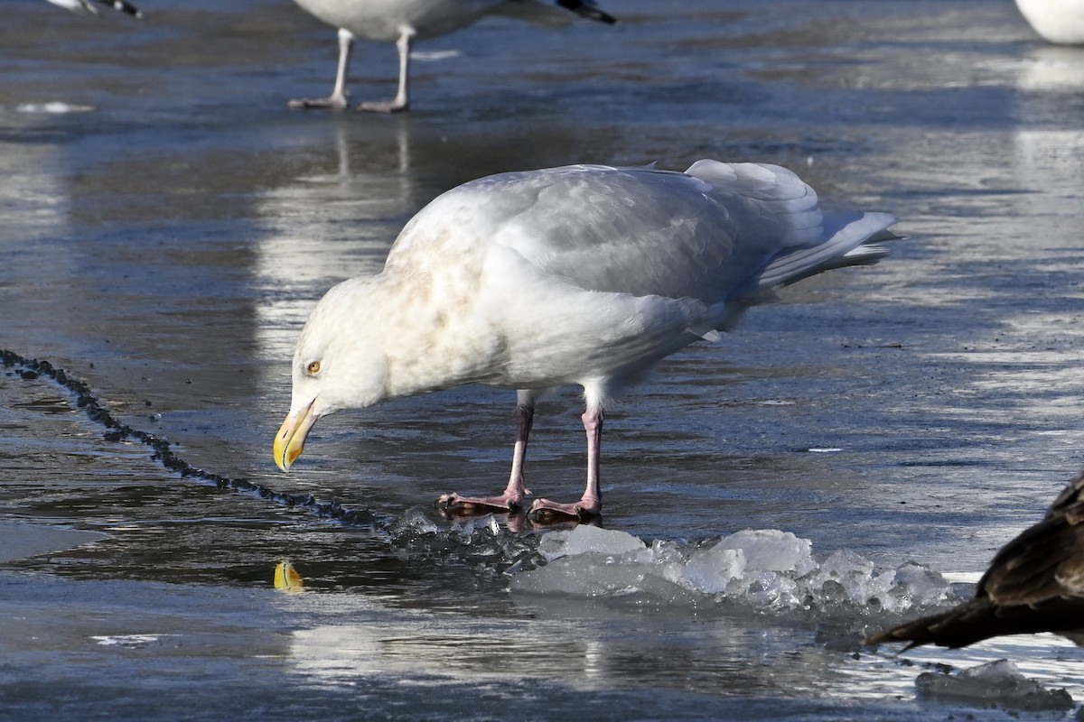 シロカモメ - ML647446819