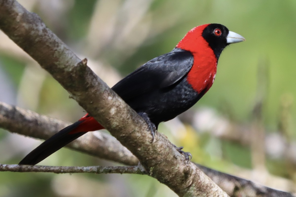 Crimson-collared Tanager - ML647446821