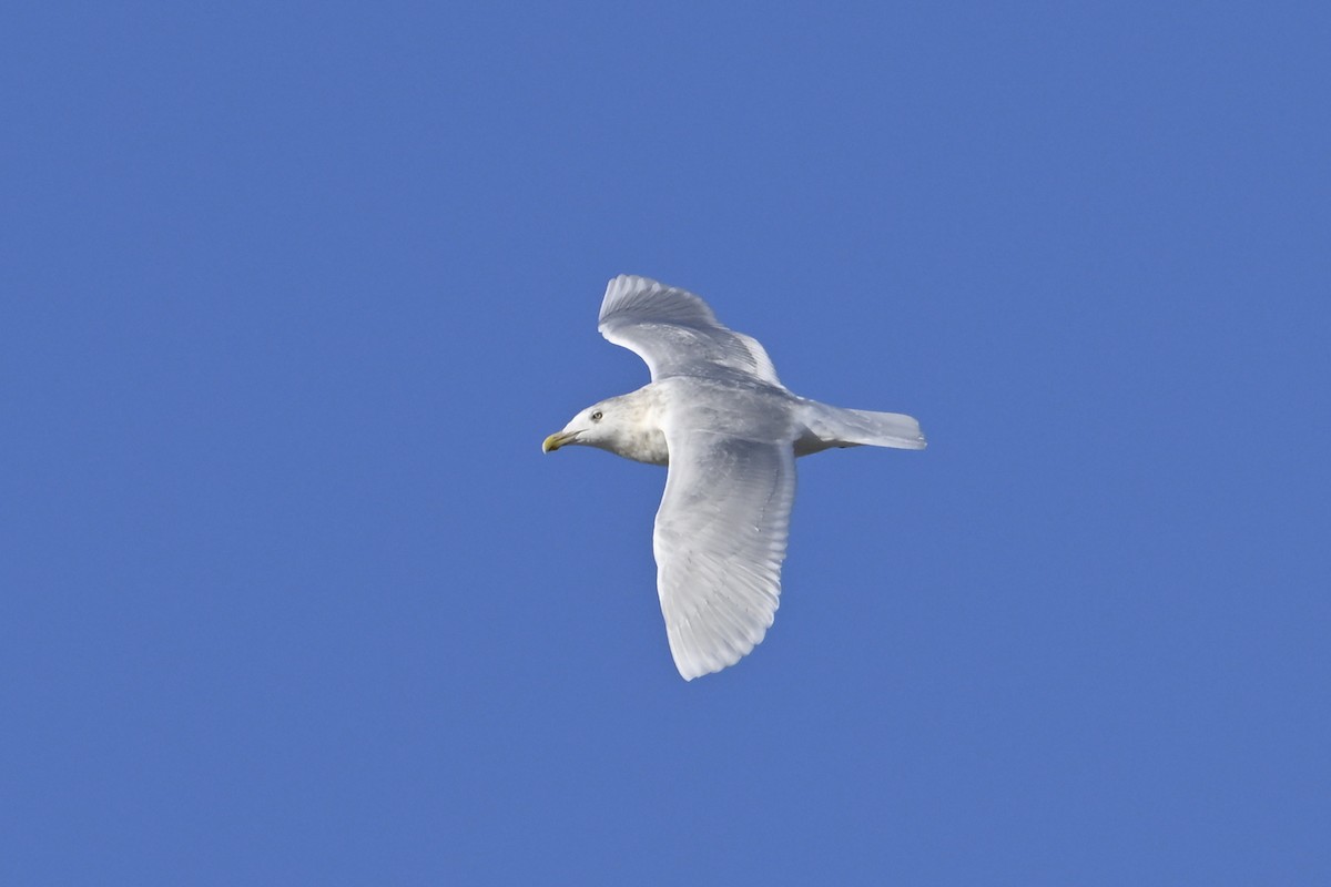 シロカモメ - ML647446823