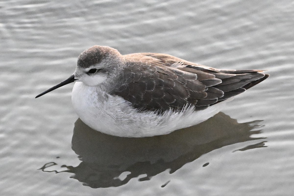 Wilson's Phalarope - ML647446840