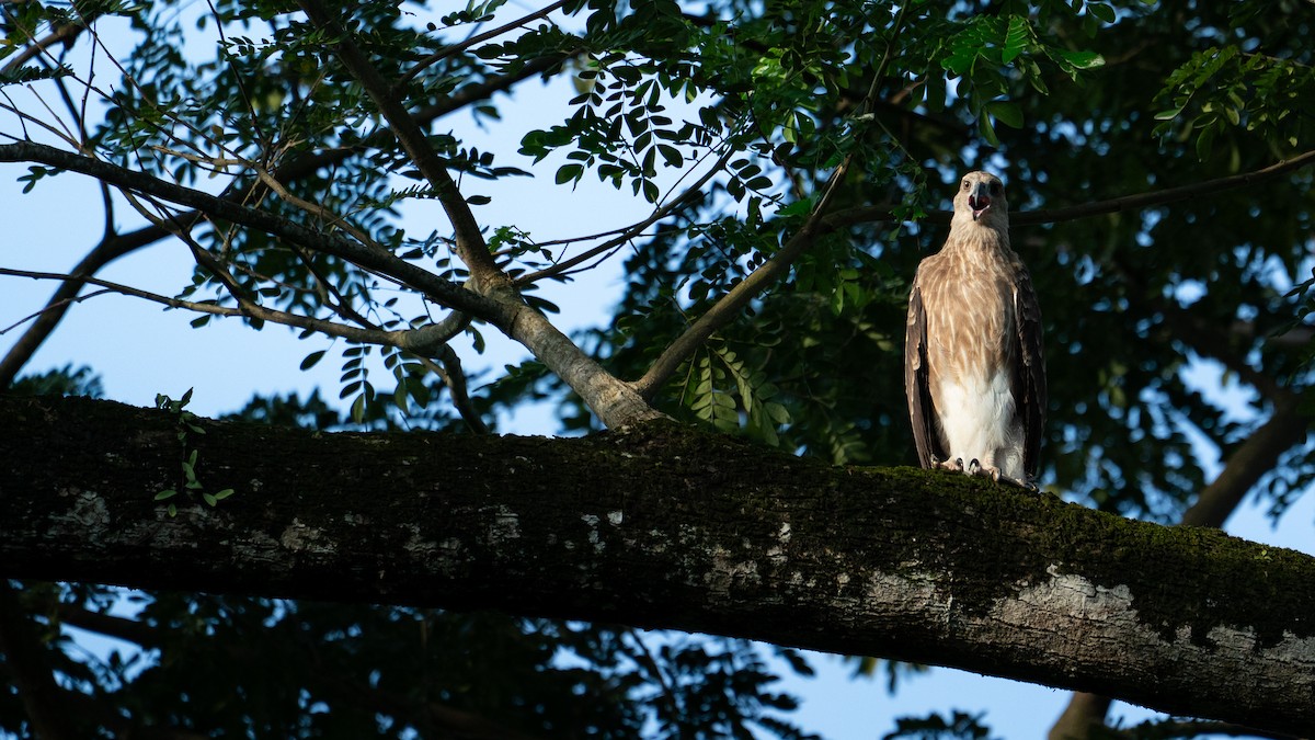 Gray-headed Fish-Eagle - ML647446852