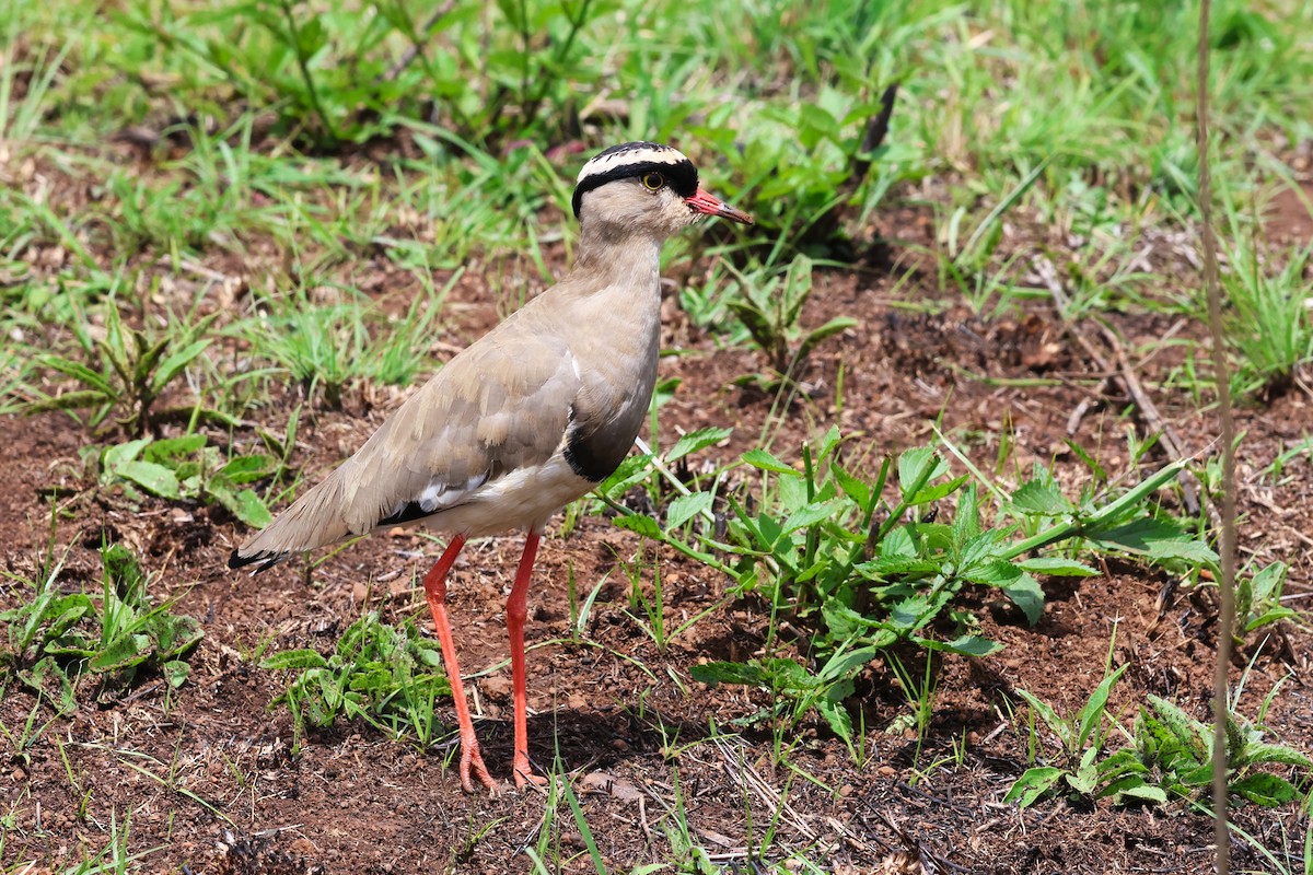 Crowned Lapwing - ML647446861