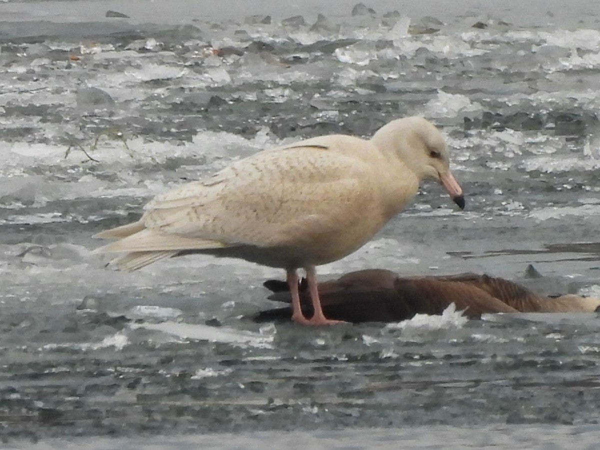 シロカモメ - ML647446862