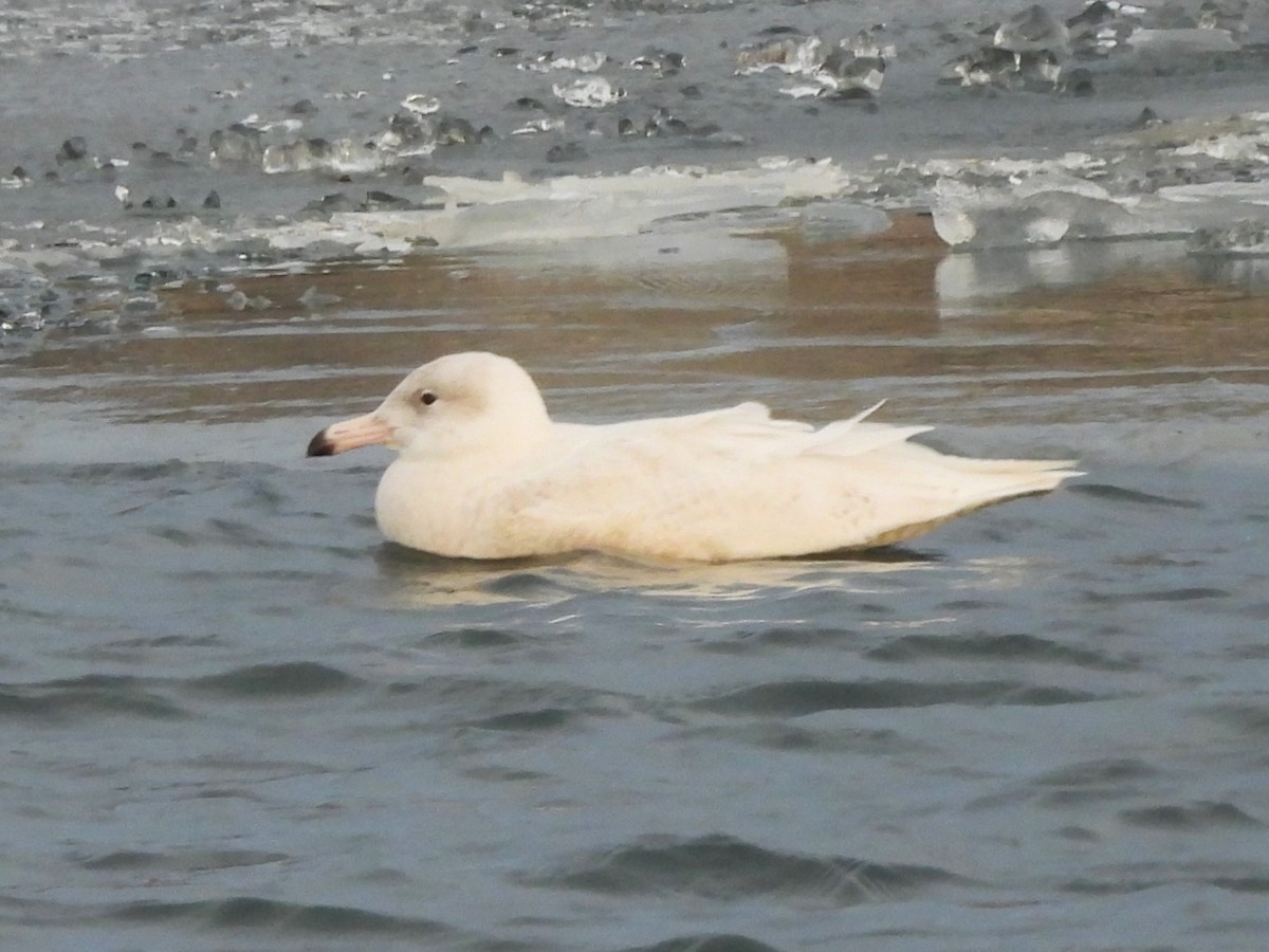 シロカモメ - ML647446873