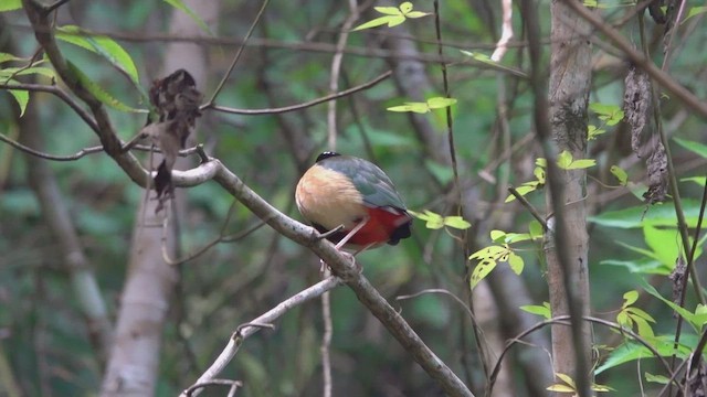 Піта золотогруда - ML647446885