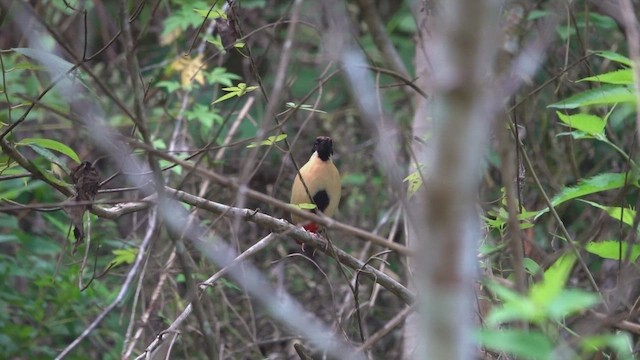 Піта золотогруда - ML647446886