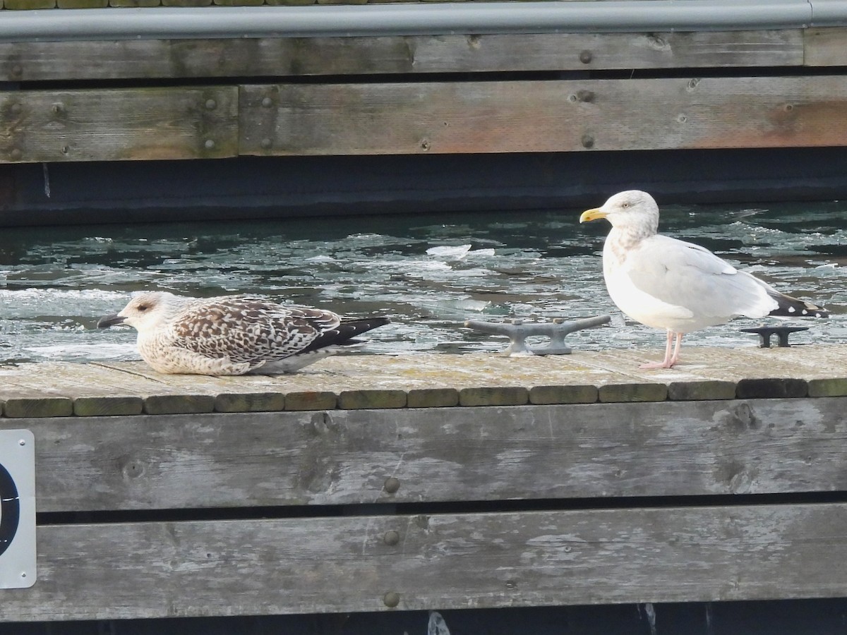 ニシセグロカモメ - ML647446893