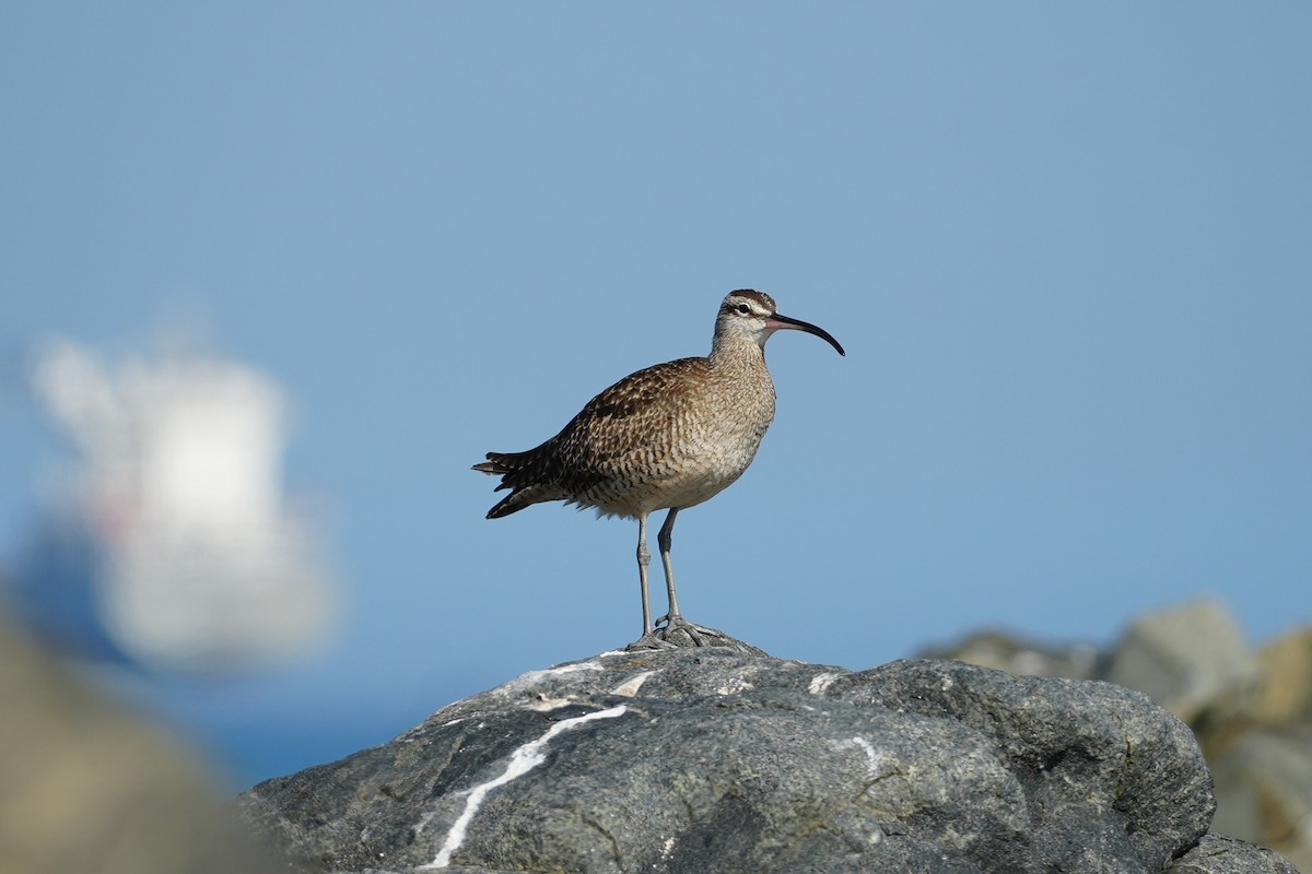 Hudsonian Whimbrel - ML647446906
