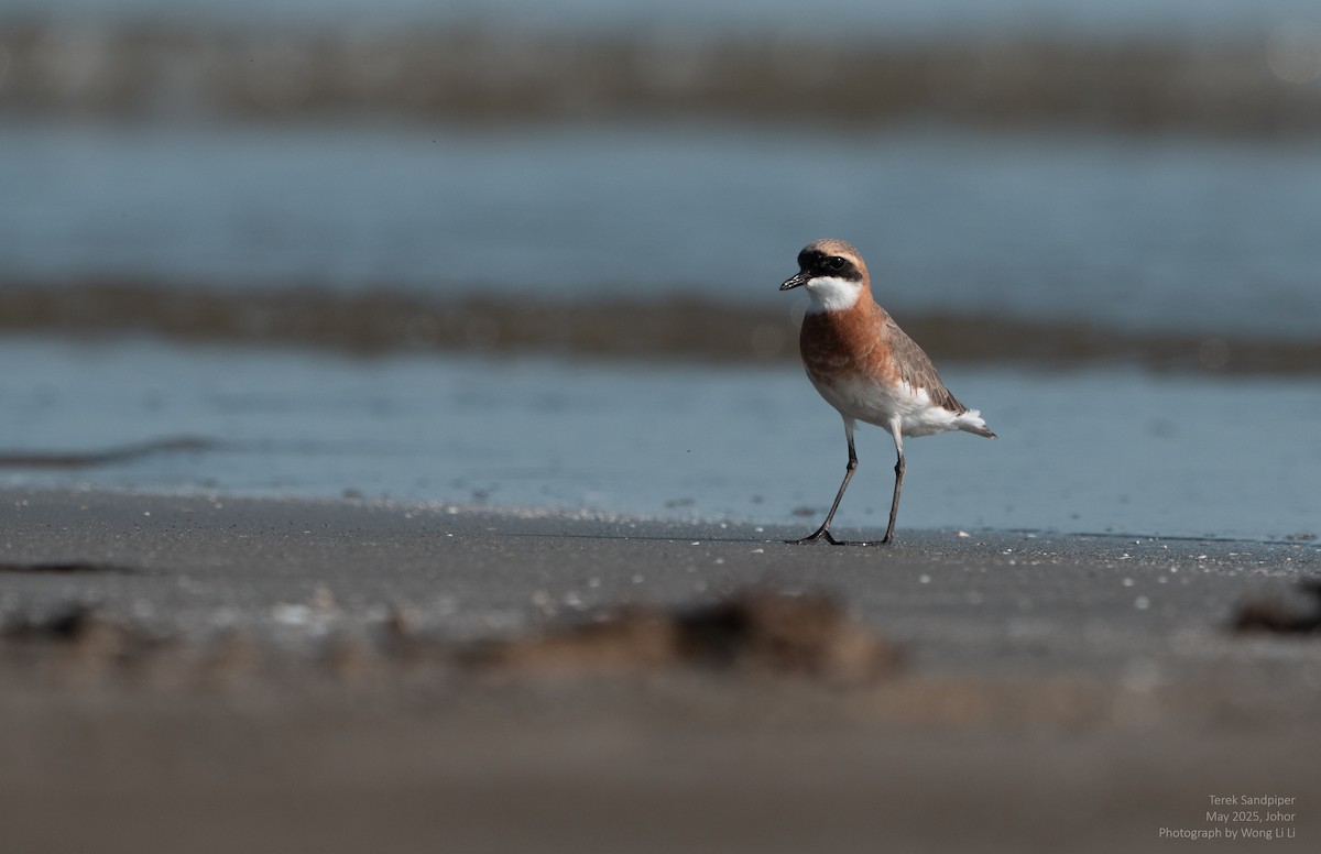 Tibetregenpfeifer - ML647446907