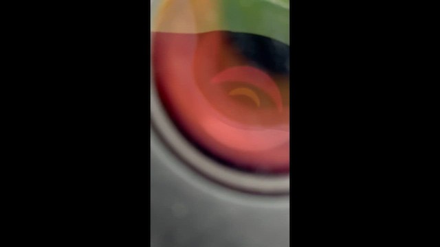 Підсоколик малий - ML647446910