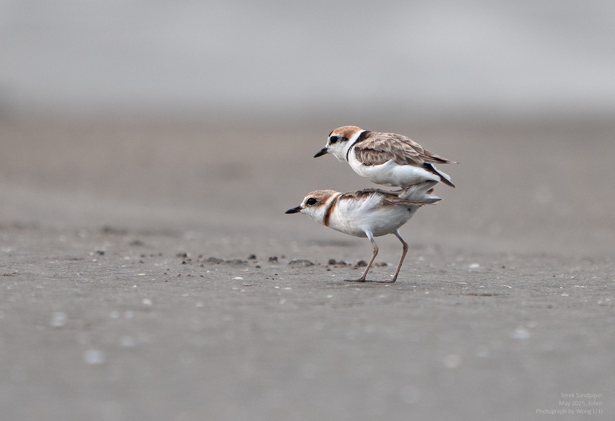 Malaienregenpfeifer - ML647446913