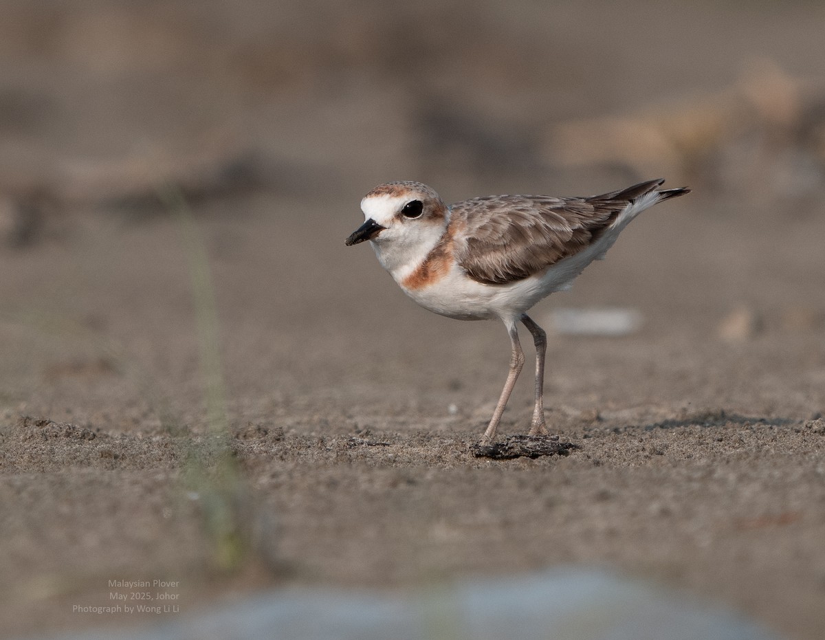 Malaienregenpfeifer - ML647446914