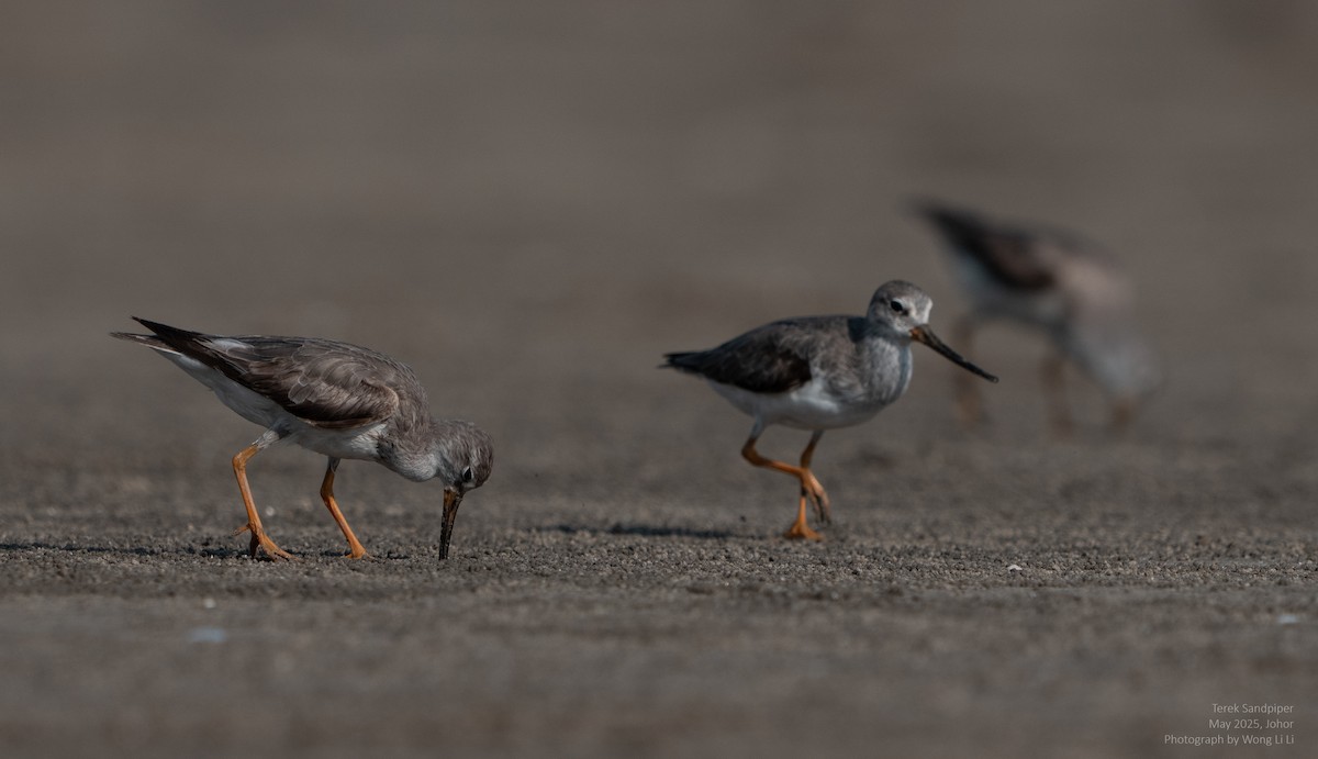 Terekwasserläufer - ML647446917