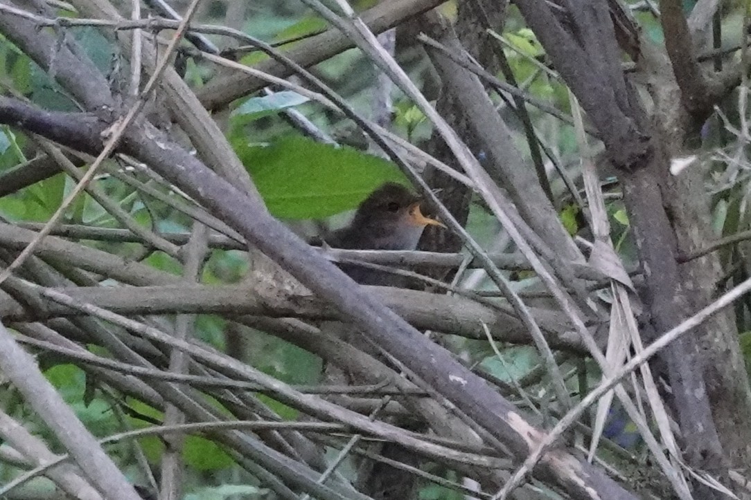 アカチャコビトサザイ - ML647446942