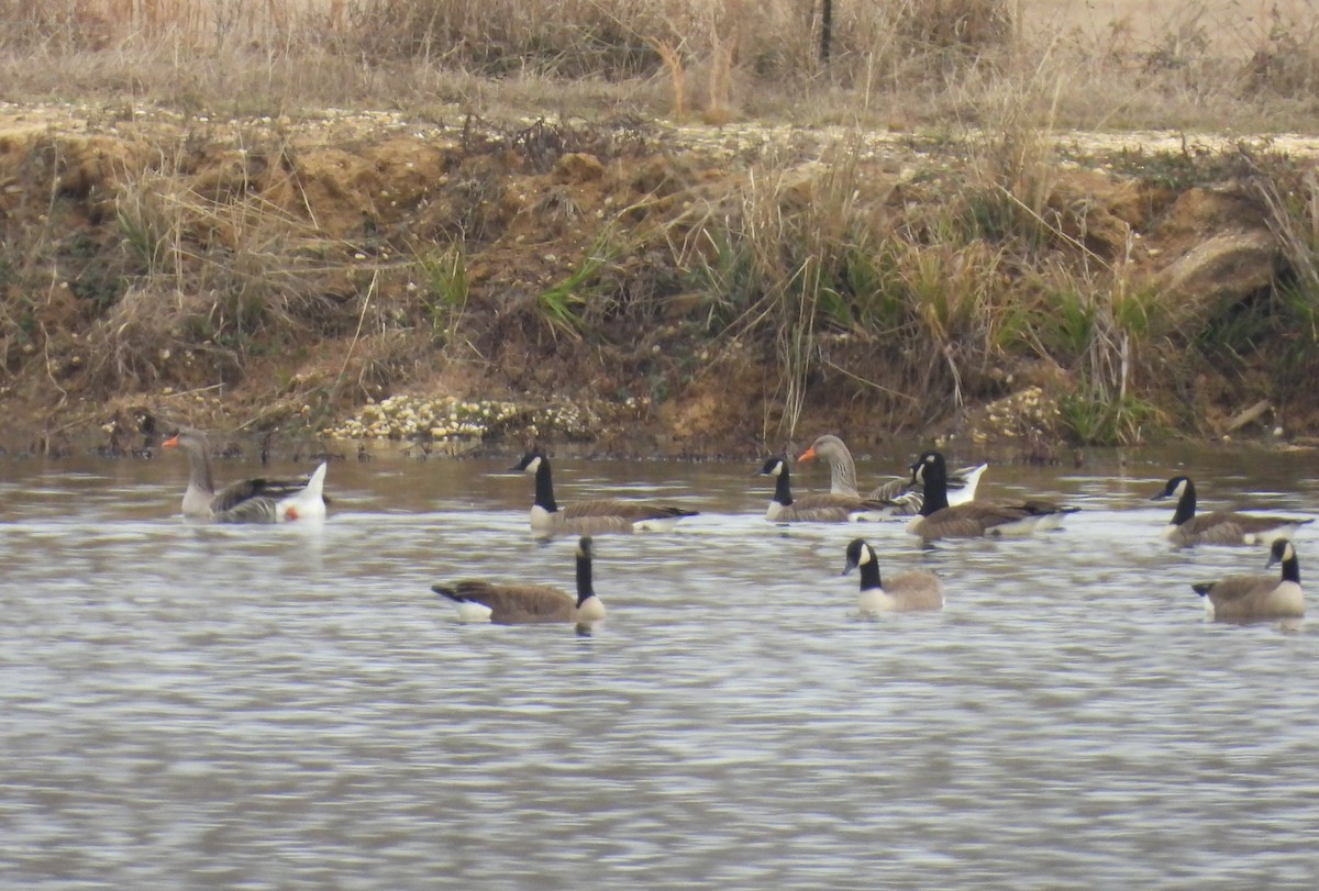 Boz Kaz - ML647446944