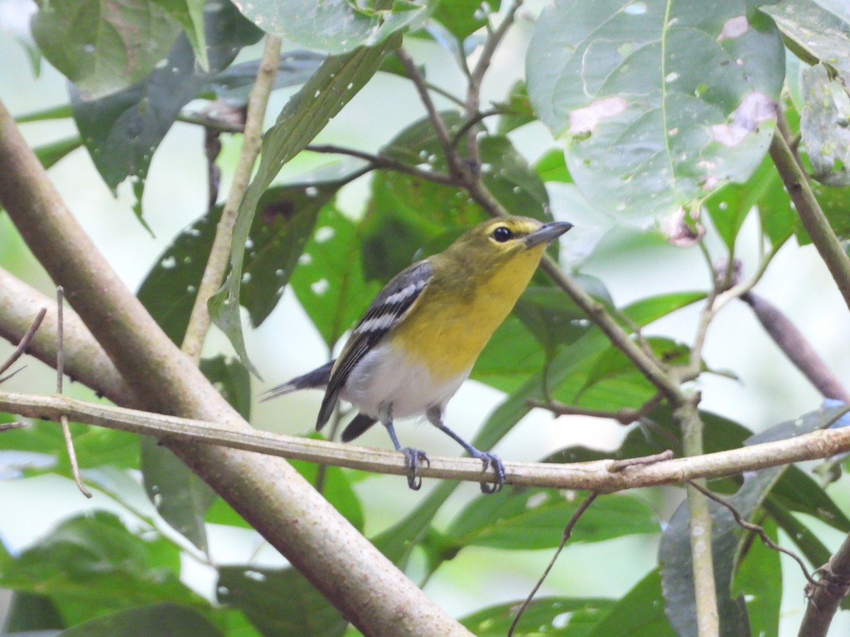 Yellow-throated Vireo - ML647446949