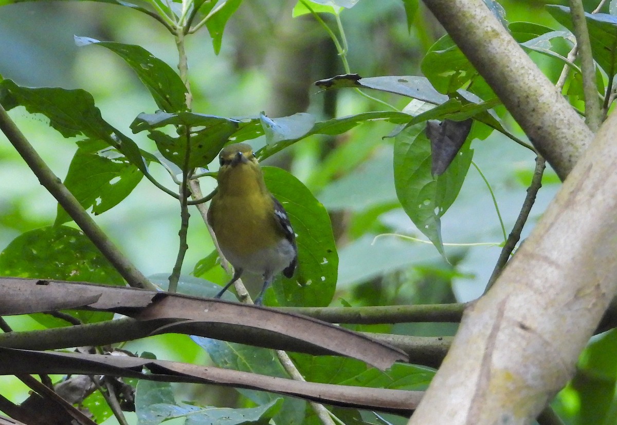 Yellow-throated Vireo - ML647446955