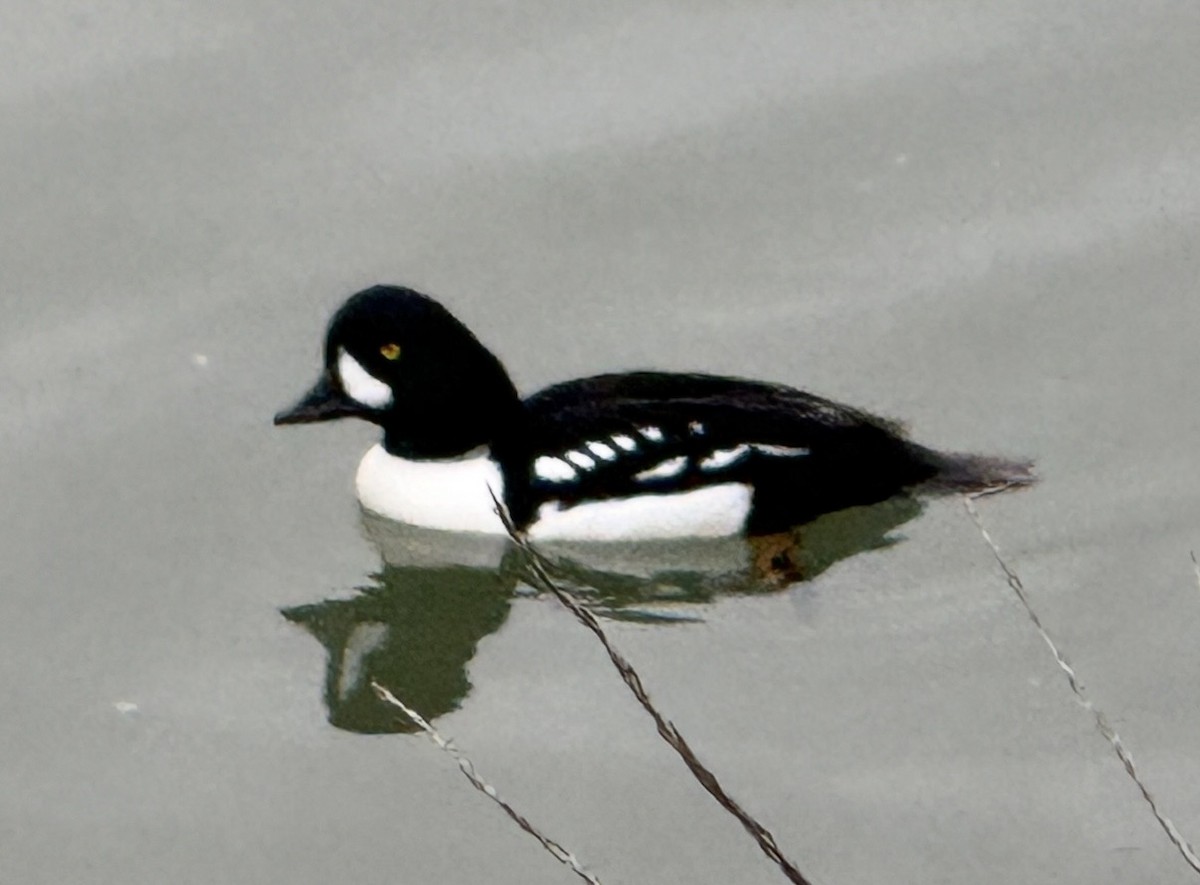 Гоголь ісландський - ML647446993