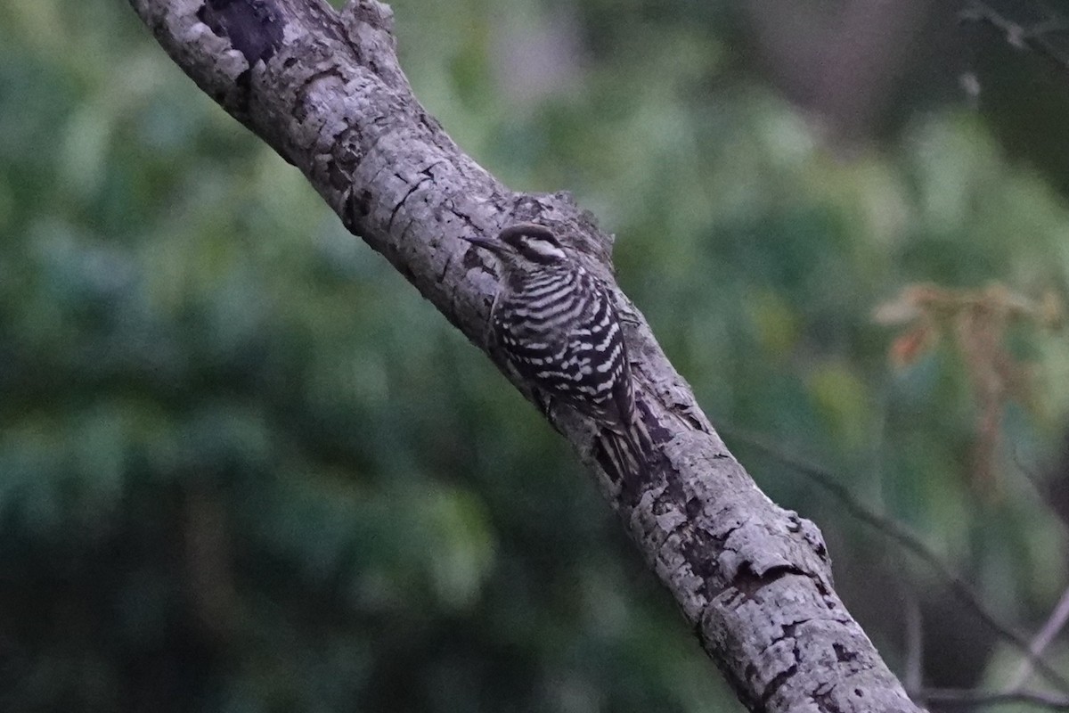 Sunda Pygmy Woodpecker - ML647446996
