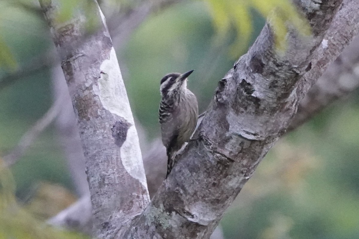 Sunda Pygmy Woodpecker - ML647446997