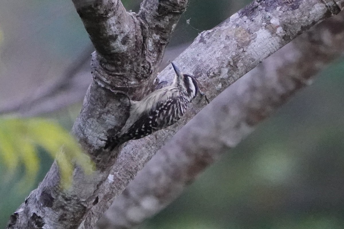 Sunda Pygmy Woodpecker - ML647446998