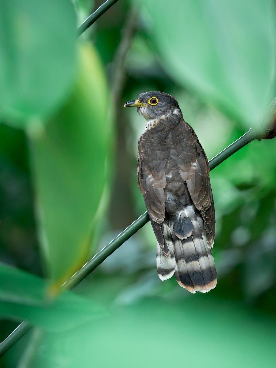 Malaysian Hawk-Cuckoo - ML647447022