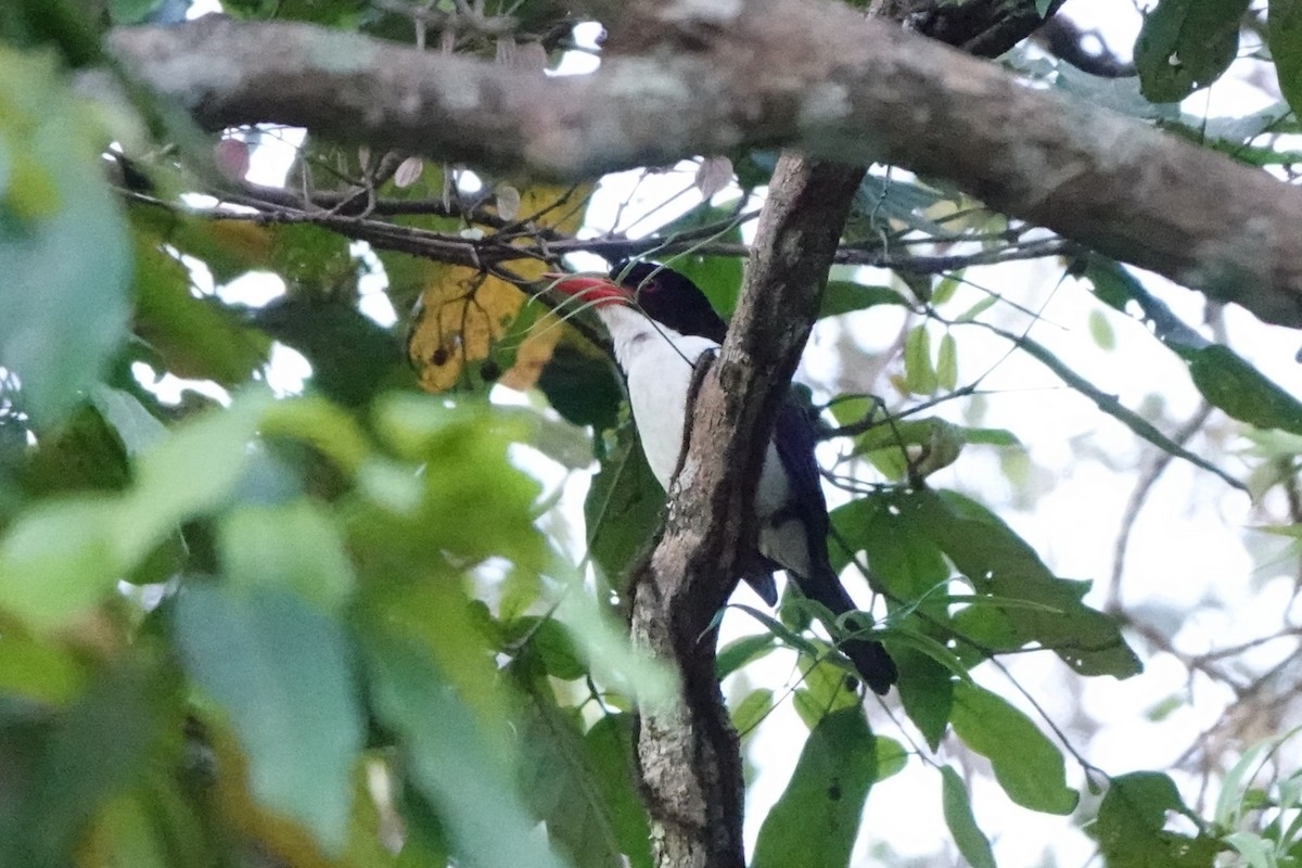 White-rumped Kingfisher - ML647447037