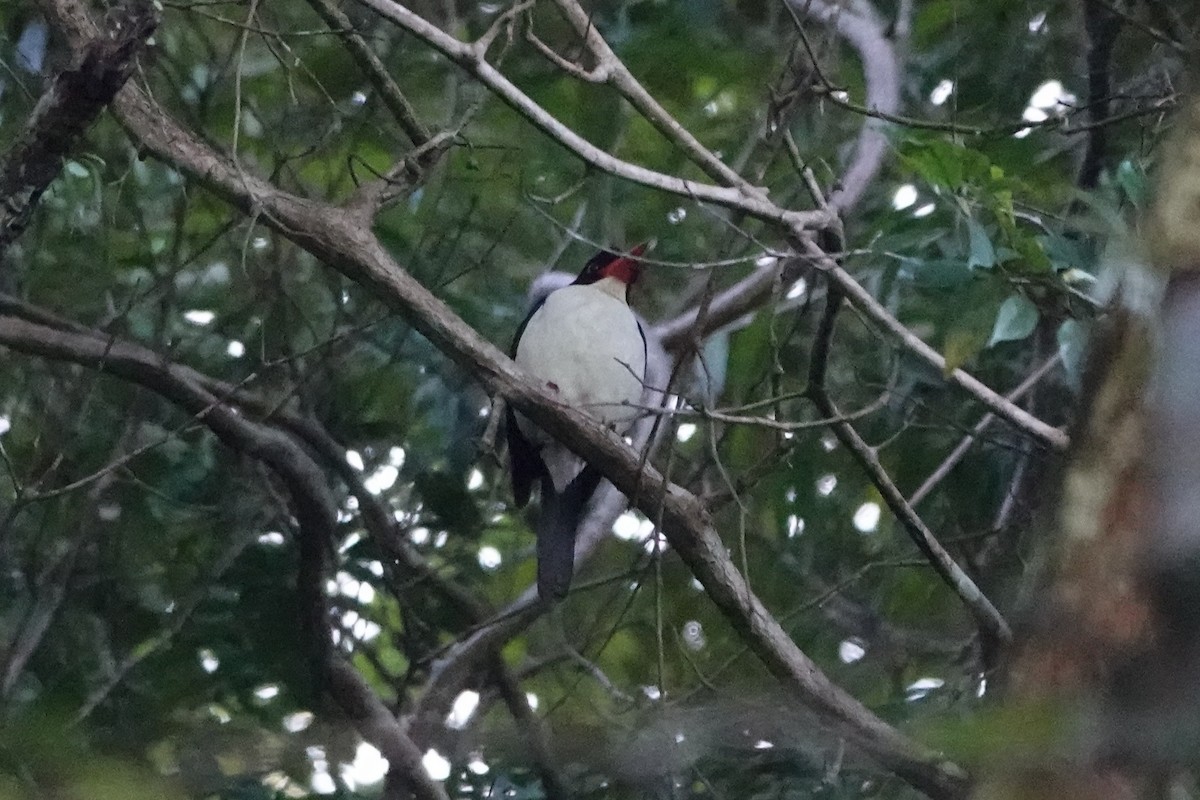White-rumped Kingfisher - ML647447038