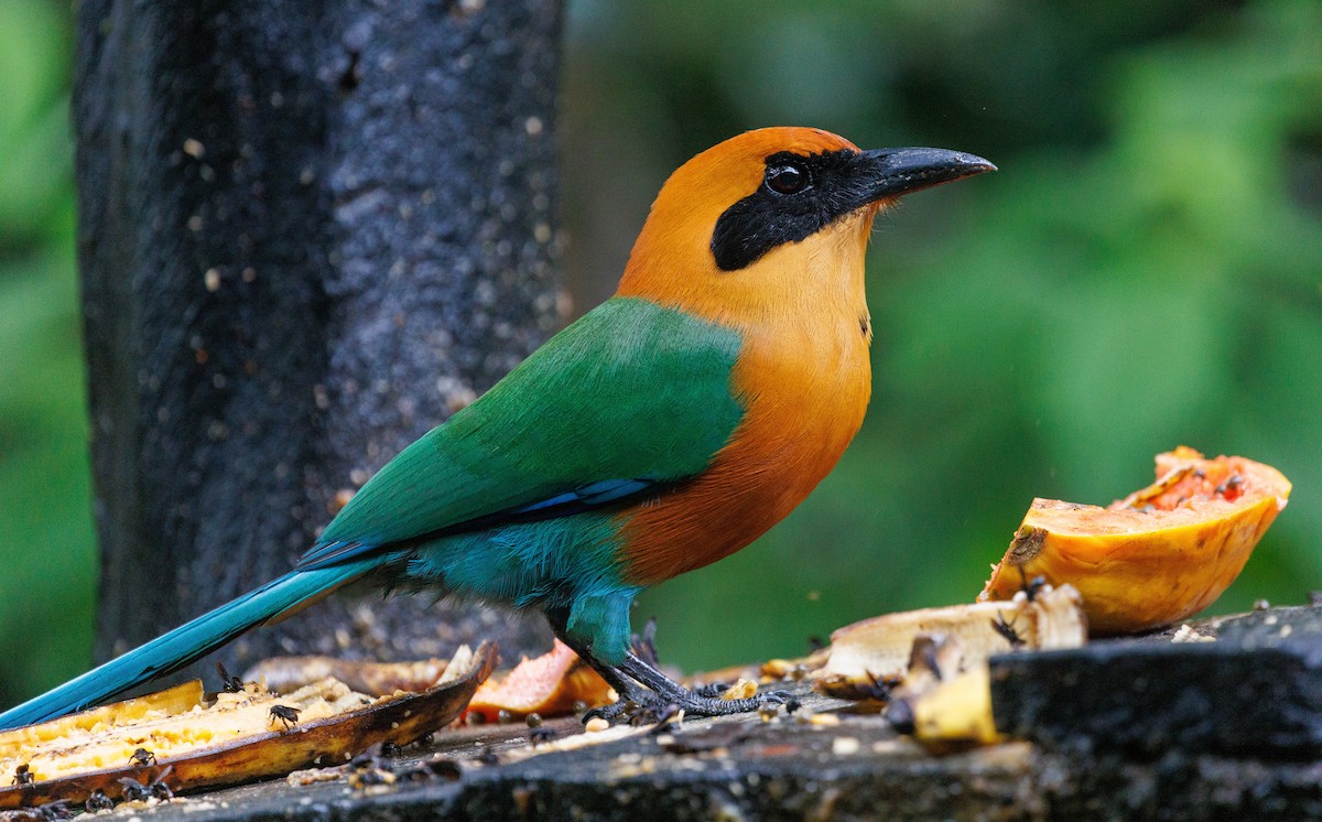 Rufous Motmot - ML647447046